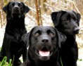 /album/fotogaleria/black-labrador-retrievers-portrait-jpg/