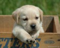 /album/fotogaleria/labrador-retriever-puppy-2-jpg/