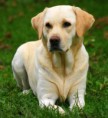 /album/fotogaleria/labrador-retriever-04-jpg/