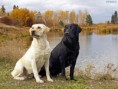 /album/fotogaleria-2/labrador-retriever-jpg1/